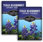 Texas Bluebonnet Seed for Planting - 2 Packets with Instructions to Plant & Grow Lupinus Texenisis in Your Home Wildflower Garden - Non-GMO Heirloom Variety- Survival Garden Seeds - Drought Resistant