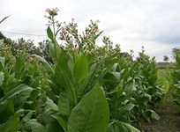 Tobacco Golden Virginia 500+ Seeds UK organically Grown 2024 Stock