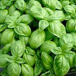 Suttons Seeds - Herb Seed - Basil Sweet Average Packet Content 500 seeds. Grow your own herbs