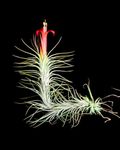 Divine Blossoms Air Plant Tillandsia Funckiana Without Flowers plant for Home Gardening, Balcony & Indoor & Outdoor Gardening