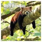 2024 Red Pandas Monthly Wall Calendar by Bright Day, 12 x 12 Inch Cute Nature Photography Gift