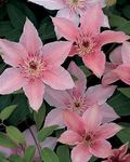 Gebdinsh Garden® Imported Clematis Baby Pink Color Flower Seeds For Gardening | Pack Of 50 to 60 Seeds…