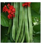 Runner Beans