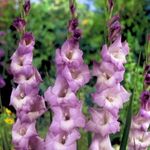 IMP. Gladiolus/Sword Lilly Flower Hybrid Quality Bulb Easy to Grow Home Gardening (Pack of 7 light purple)