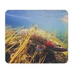 CafePress Rainbow Trout Fly Fishing