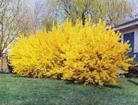 Lynwood Gold Forsythia Bush - Yello