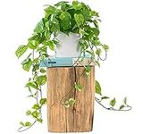 ROVALA Artificial Plants for Home D