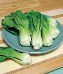 Seedscare Pak Choy, Also Called Bok Choy 30 Finest Seeds Pack By Seedscare India