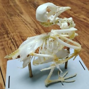 Lacmopyle Real Animal Skeleton, Natural Animal Taxidermy Bone, Animal Specimens for Collectibles Home Decoration (Pigeon Skeleton)
