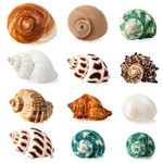 SKOOLOVE 12PCS Hermit Crab Shells, Natural Sea Conch Size 1.6"-3.2", Growth Turbo for Small to Medium and Large Crabs, Saltwater Hermit Crab Supplies and Sea Shell for Beach Decor