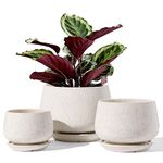 LE TAUCI Plant Pots, 10+13+16 cm, Set of 3, Ceramic Planters with Drainage Hole and Saucer, Indoor Flower Pot with Hole Mesh Pad, Gifts for Mom, Reactive Glaze Beige