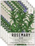 Seed Needs Rosemary Seeds for Planting - Non-GMO, Heirloom & Untreated Perennial Herbs - Organically Grow a Medicinal & Culinary Kitchen Garden Indoors or Outdoors (5 Packs)