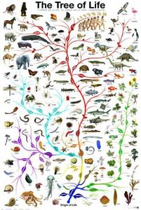 Evolution-