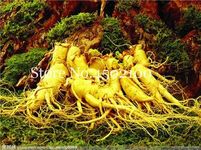 Ginseng For Planting