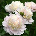 Flower bulbs hybrid peonies imported peony flower live rhizomes home garden pack of 2 shirley temple