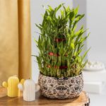 Floral Boutique 5 Layer Lucky Bamboo Plant with Metal Plant Pot in Floral Print, Indoor Plants for Living Room, Plant Stand for Balcony, Stylish Pots for Indoor Plants and Decor