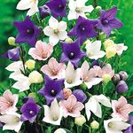 Earth Hopper : Seeds Balloon Flower Mix Platycodon Chinese Bellflower Perennial Flowers - 35 Seeds Pack