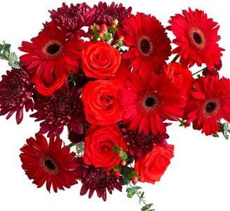 Martha Stewart x UrbanStems Double Crimson Red Rose Fresh Flowers Bouquet