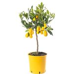 Assorted Indoor Citrus Trees Collection Lemon, Lime, Orange, Grapefruit, Kumquat (Limequat (2-3ft))