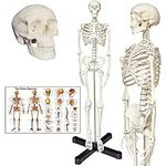 Human Skeleton Anatomy Model with M