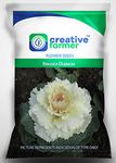 Creative Farmer Flower Seeds For Perennials- Brassica Oleracea Flower Seeds for Gardening - 1 Packet