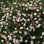 Ground Cover Perennials