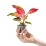 Baby Chinese Evergreen Plant - Aglaonema Red Zirkon | Small Indoor Plant with Red Foliage, Green & White Variegation | Small Air Purifying Houseplant for Home, Office, Kitchen