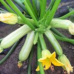 SeedsUP - 30+ Zucchini Squash Courgette Bush Giant - Vegetable Whitish