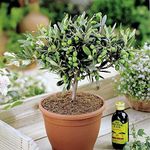 Olivia Europeana Olive Tree - Small but Mature with Thick stem - Ideal Small Gift