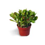 OhhSome Succulent Plant Rassula Ovata, Jade Big Leaf Lucky Feng Shui Indoor House Evergreen Perennial Succulents For Home Garden (Healthy Live Plant)