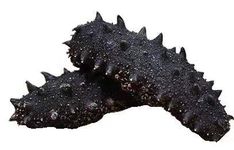 Dried Sea Cucumber