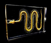 Real Snake Skeleton Specimen in Acrylic Block Paperweights Science Classroom Specimens for Science Education