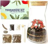 Handmade Clear Glass Terrarium Kit 