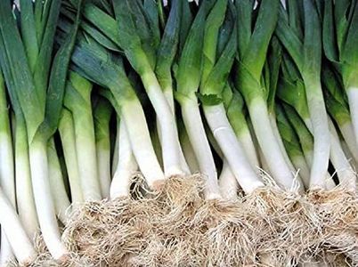 250 Carantan Leek Seeds | Non-GMO | Heirloom | Instant Latch Garden Seeds | Fresh Garden Seeds