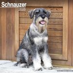 Schnauzer (Euro) 2025 Square Wall Calendar | Dog Breed Calendar: Original Avonside-Kalender [Mehrsprachig] [Kalender]