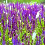 Outsidepride 1 lb. Perennial Salvia