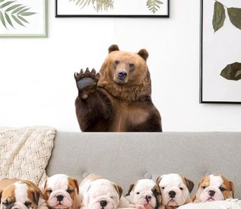 Cute Bear 
