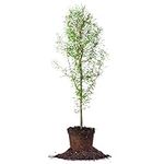 PERFECT PLANTS Plants Bald Cypress Tree 4-5 FT Real Live Plant for Outdoor Landscaping Taxodium Distichum is Low Maintenance Beautiful Fall Colors Cold Hardy, Deciduous Trees Grow Quickly