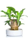 Brazilian wood Live Plant with Wooden Stem, Natural Air Purifier and Lucky Charm for Home Office Decor and Best Gift (10 x 8 x 5 cm)