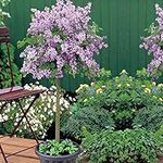 Scented Purple Lilac Dwarf Standard Tree Flowers Hardy Shrub Outdoor Garden Plants Syringa meyeri ‘Palibin’ Large Standard Fragrant Mini Tree 1x 2L Potted Plant by Thompson & Morgan (1)