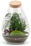 Complete DIY Terrarium Kit with Gorgeous Trio of Plants H: 37 cm 'Zurich' | Closed Terrarium Kit with Plants | Terrarium with Plants Included