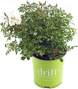 Drift Rose