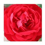 gardenexpert Rosa 'Dublin Bay' Climbing Rose Potted, red