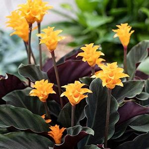 Calathea Crocata Plant - Live Eternal Flame Shrub Indoor Houseplant in 14cm Pot