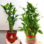 Amulya FARMS & NURSERY Amulya Farms Bamboo Three layer and Lotus Bamboo Combo | Indoor Plants for Living Room Combo | Feng Shui Plants | Good Luck Plants for Home, Office, Table, Kitchen & Desk Decor