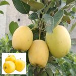 HAPING Dorsett GoldenLow Chill Tropical Apple Seb Grafted Fruit Live Plant (1.5-3 Feet Height)