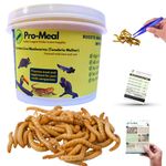 Pro-Meal Live Larvae Mealworms - Hight Protien Treat Food for All Life Stages Aquarium Fishes Like Arowana, Flowerhorn and Birds, Reptiles, Monkeys and Other Pets (Pack of 100 Larvae)