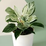 Amulya FARMS & NURSERY Air Purifying Variegated Indoor Live Plants for Table, Kitchen & Desk Decor | Rare Plant | Imported Plant | Small Size - Black Pot Included (Birkin Variegated)