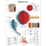 3B Scientific VR1226UU Human Anatomy - Human Eye Chart, Paper Version