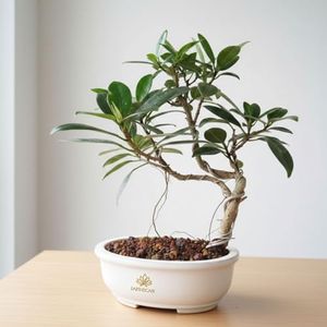 EARTHSCAPE Ficus Long Island Mini Banyan Bonsai Tree | Live Indoor Bonsai Plant with Pot | Compact Evergreen Desk & Home Décor Tree